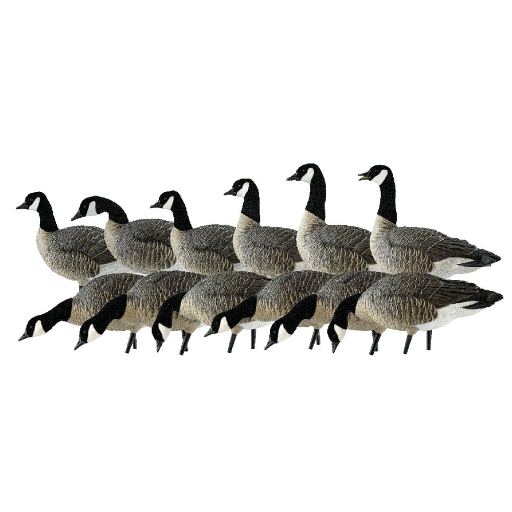 Avian-X Outfitter Canadian Goose Decoy - 12 Pack