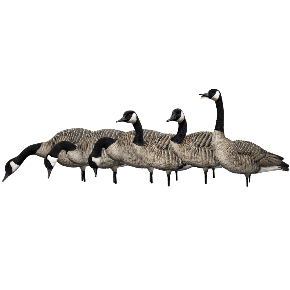 Avian-X AXP Fusion Honker Decoys - 6 Pack