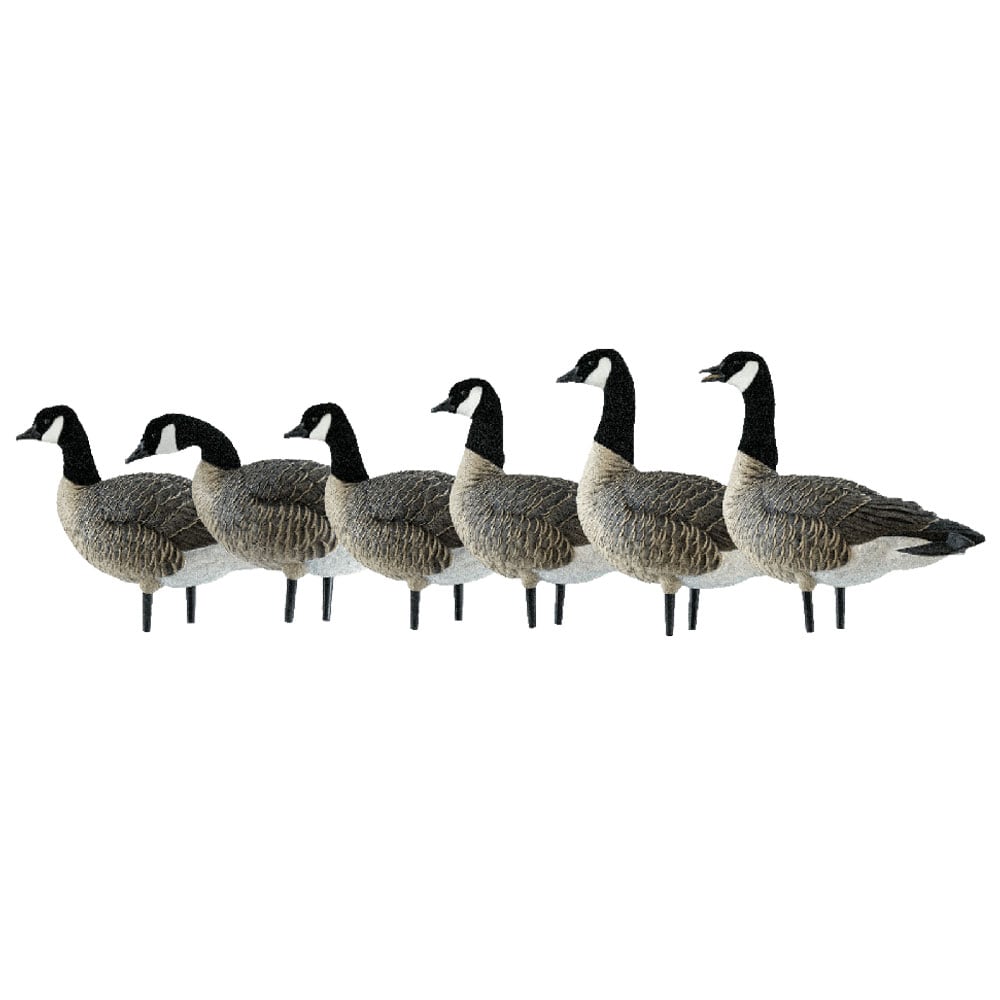 Avian-X AXP Lessers Canadian Goose Decoy - 6 Pack