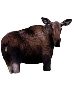 Montana Decoy Moose II
