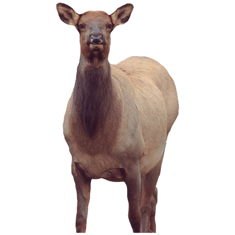 Montana Decoy Eichler Elk Decoy