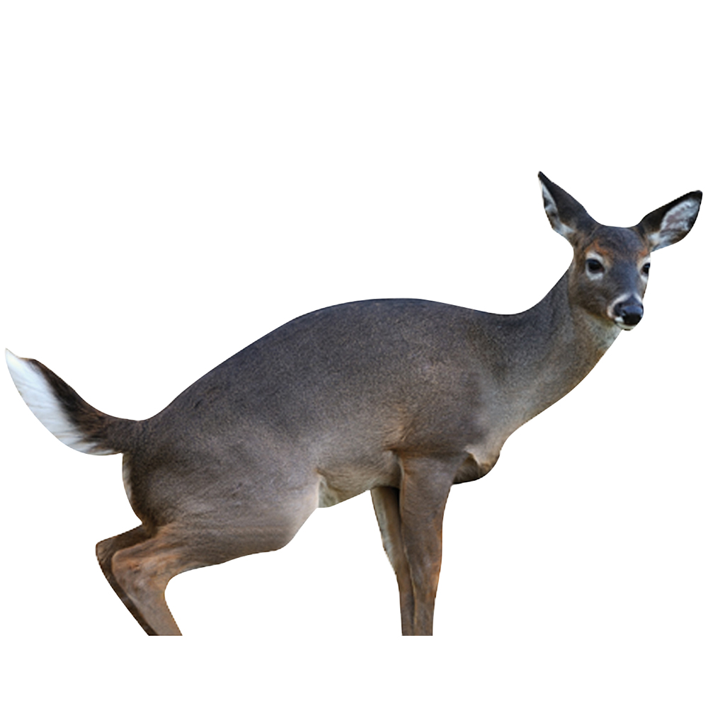 Montana Decoy Estrus Betty Deer Decoy