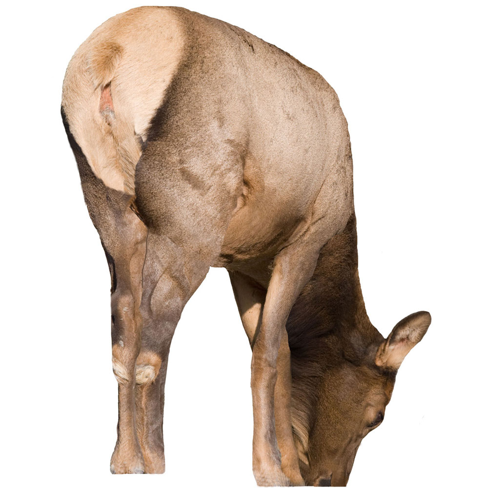 Montana Decoy Miss September Cow Elk Decoy